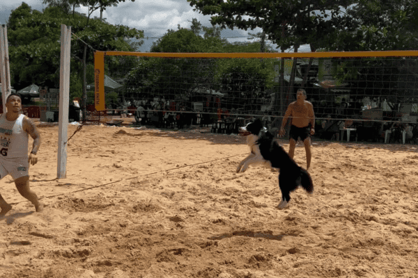 Cachorro vira fenômeno ao jogar altinha e futevôlei nas praias brasileiras