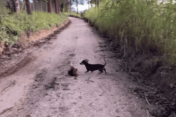 Cadela surpreende ao localizar e conter galinha que havia fugido