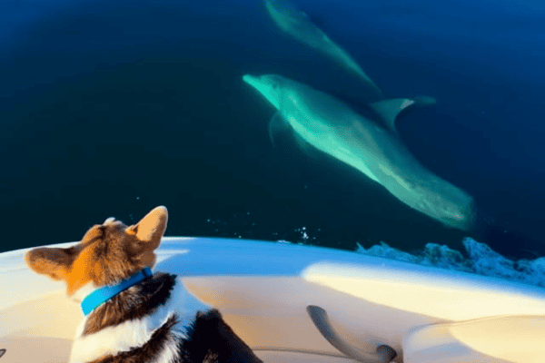Cão fica entusiasmado ao acompanhar espetáculo de golfinhos ao lado de embarcação