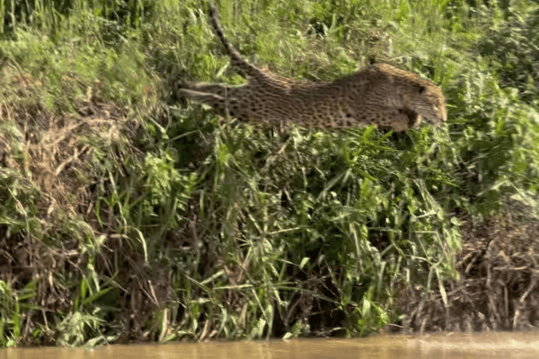 Capivara se joga no rio e escapa por pouco de ataque de onça-pintada