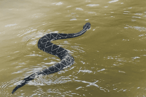 Cascavel é flagrada nadando em rio no Pantanal e registro chama atenção
