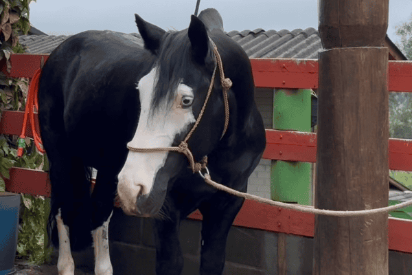 Cavalo imita som de “pum” com a boca e diverte veterinária