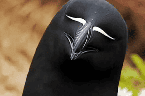 Conheça a ave marinha de visual curioso que vive no Atlântico Norte