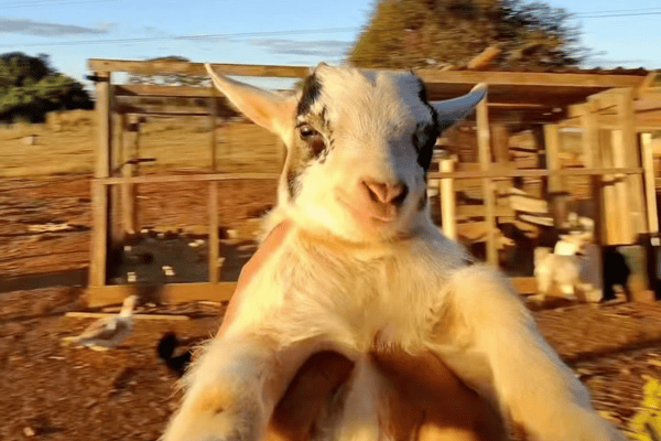 Fazendeiro viraliza ao mostrar rotina no rancho ao lado de seus animais