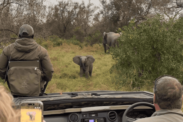 Filhote de elefante tenta intimidar turistas durante safári, mas acaba encantando pela fofura