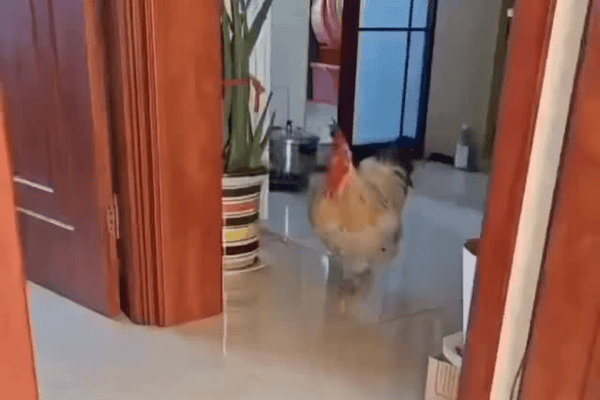 Galo invade quarto e canta pertinho do dono para fazê-lo acordar