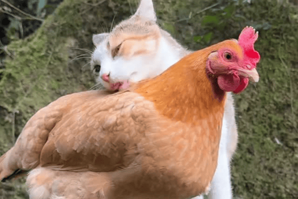 Galinha ganha ‘banho’ de lambidas de gato e cena fofa encanta a internet