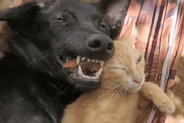 Gato e cachorro dormem juntinhos em rede e vídeo viraliza nas redes sociais