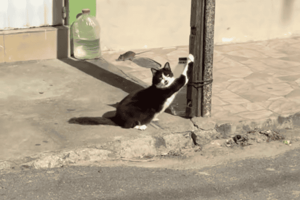 Gato ignora rato passando na sua frente e cena diverte a internet