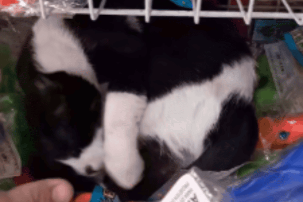 Gatinho se mistura aos brinquedos e quase passa despercebido em vídeo