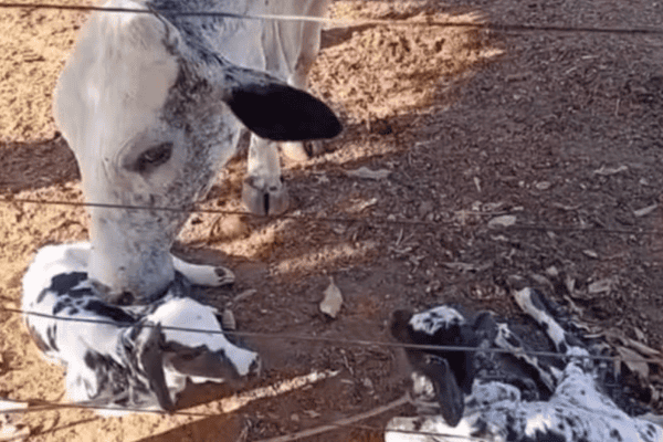 Nascimento raro: vaca dá à luz duas bezerras gêmeas em fazenda de Goiás