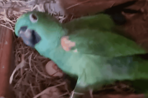 Papagaio expulsa galinha do ninho e decide cuidar dos ovos
