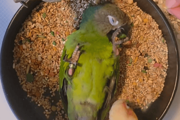 Periquito transforma tigela de sementes em lugar perfeito para descansar e comer