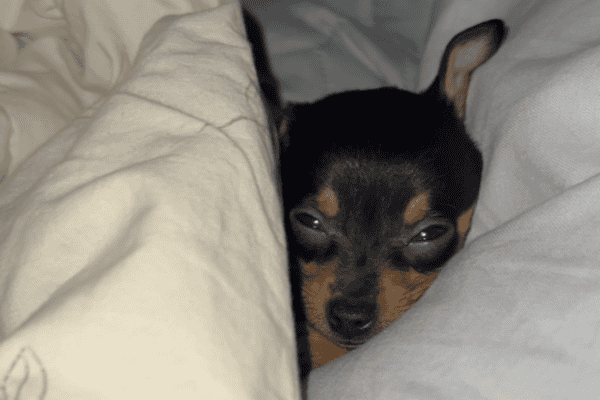 Pinscher é acordado durante soneca e reage com ‘cara fechada’