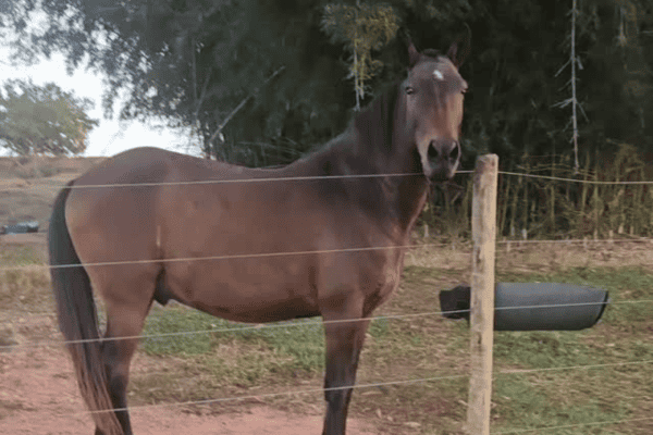 Mulher pergunta se o cavalo quer comer e animal surpreende com ‘resposta’