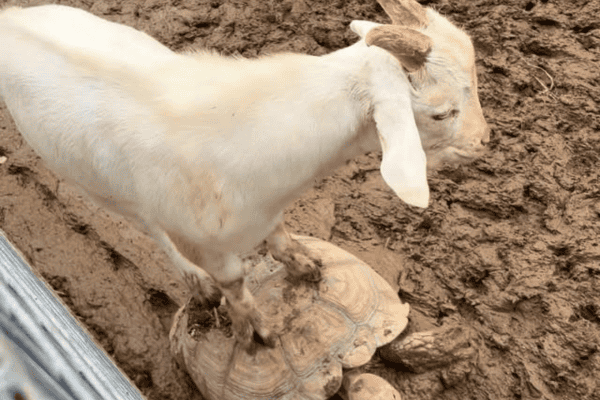 Cena inusitada mostra cabrito usando tartaruga como meio de transporte