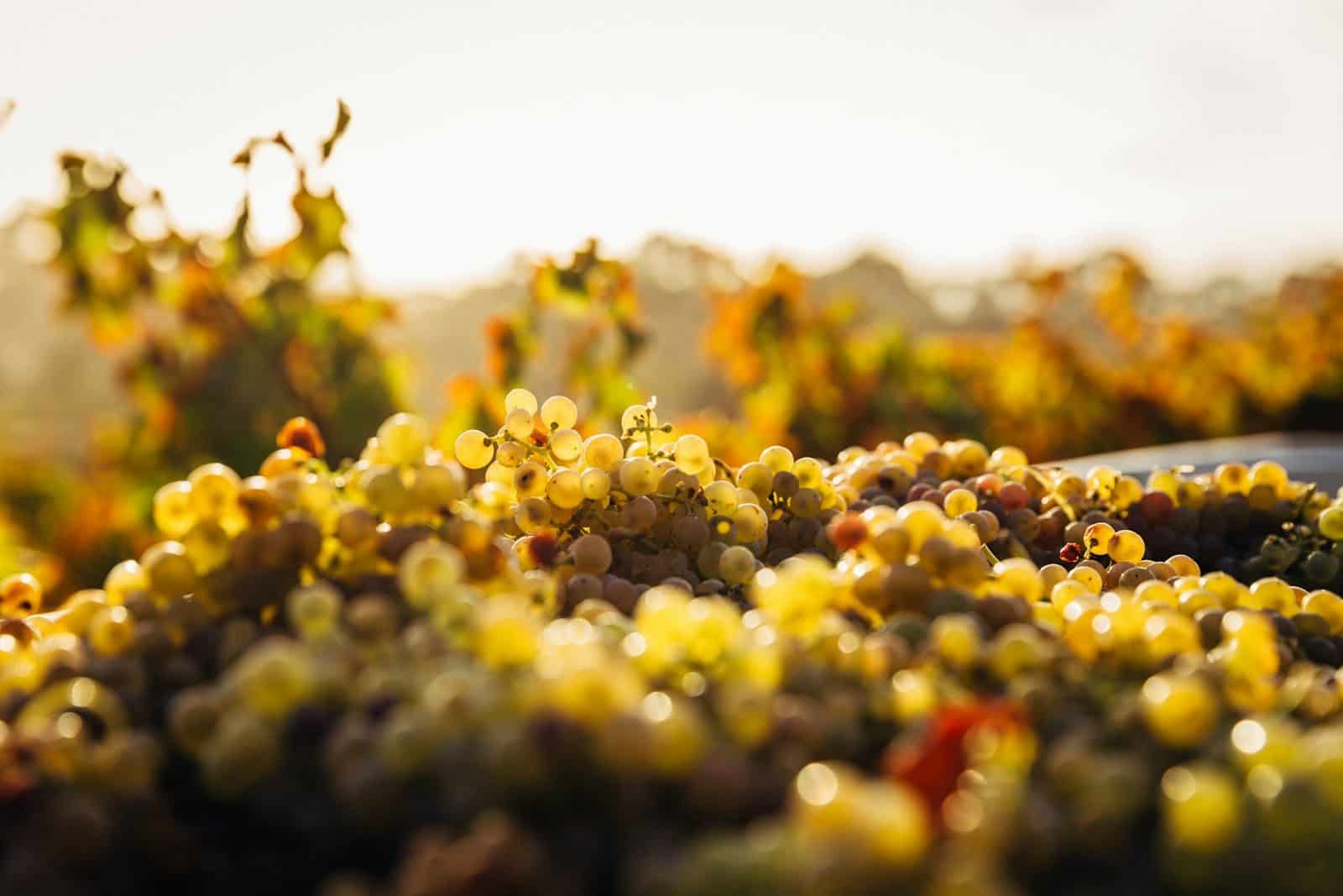 Clusters of white grapes in a vineyard during the golden hour