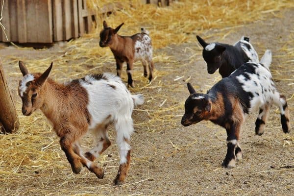 Município de Pernambuco tem mais de 400 mil cabras e uma população que fica longe desse número