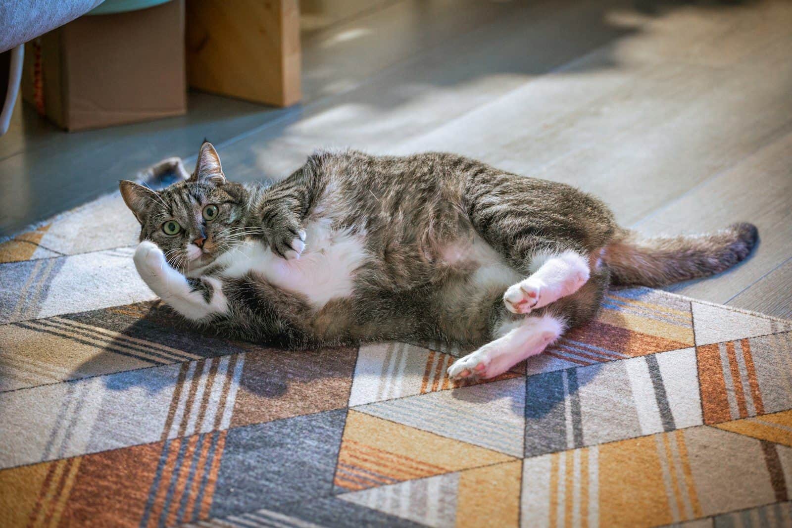 A cat laying on the floor playing with a stuffed animal