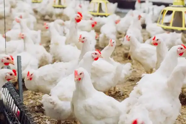 UE avança em negociação e abre caminho para retorno do frango brasileiro