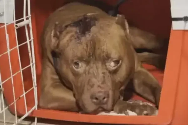 Menina de 3 anos morre após ataque de pitbull em residência em Cosmos