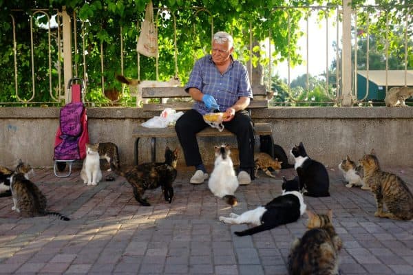 Síndrome de Noé: quando cuidar de muitos animais pode virar um problema sério
