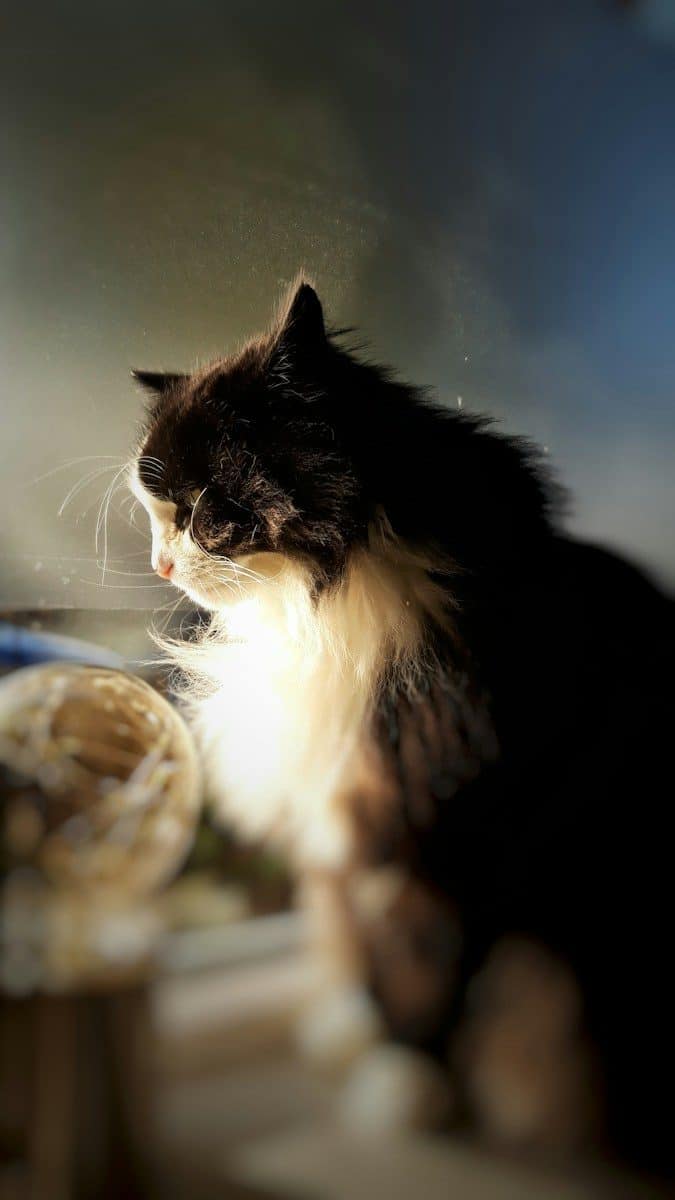 tricolor cat