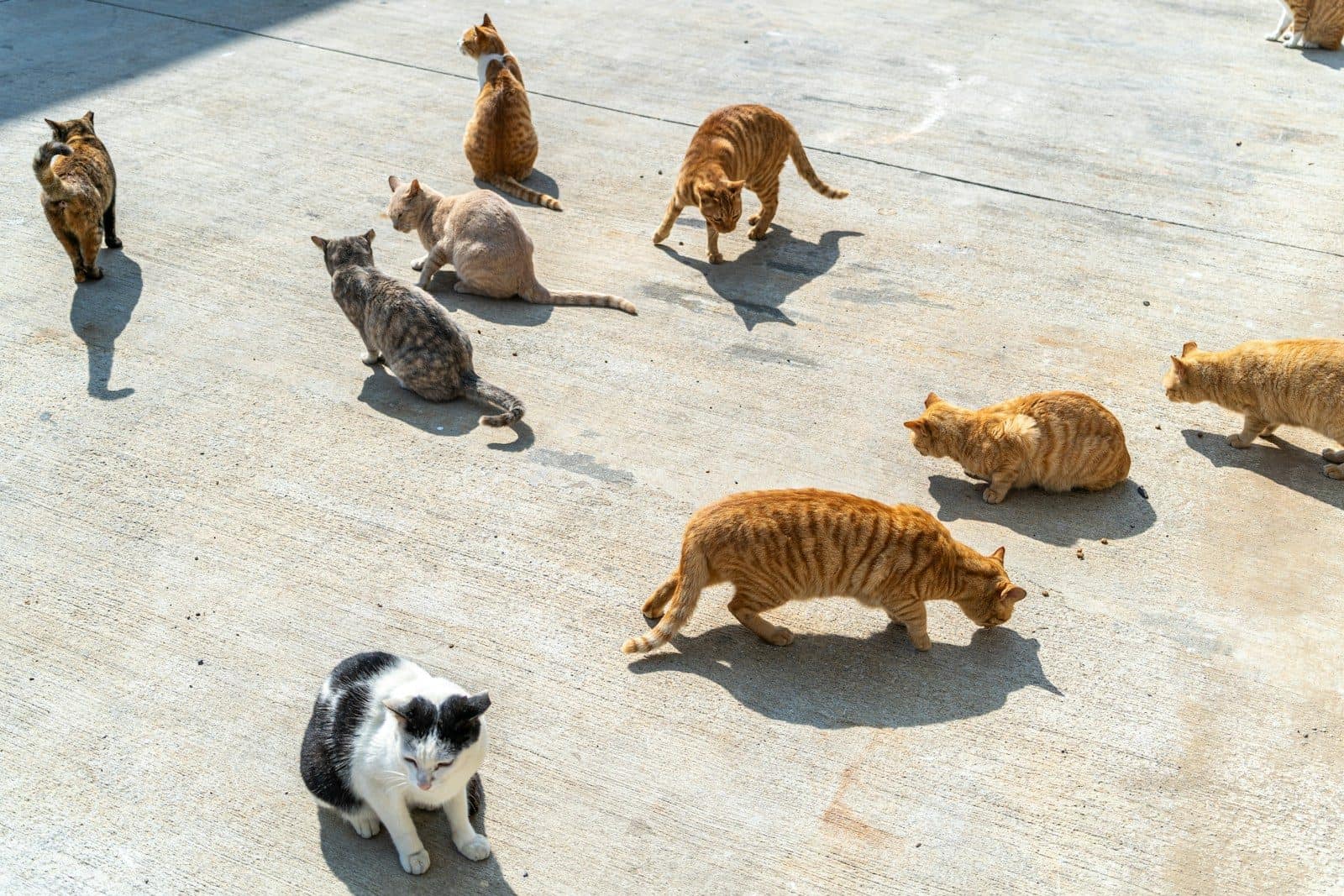 A group of cats that are standing around