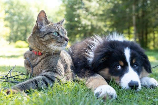 Nova lei na Espanha impõe regras rígidas para cães e gatos e proíbe atividades que podem gerar multas de até 200 mil euros