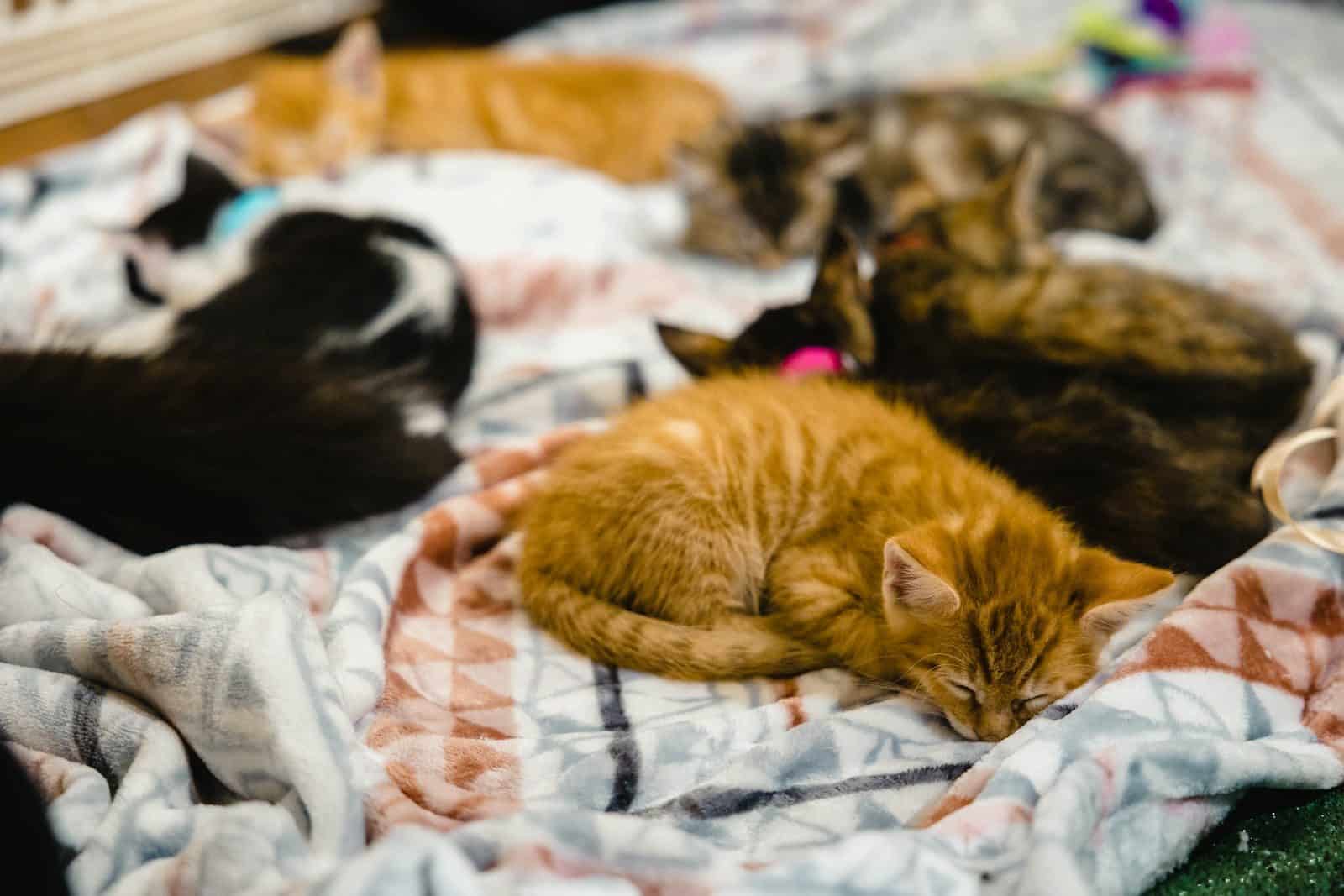 a group of cats sleeping on a bed