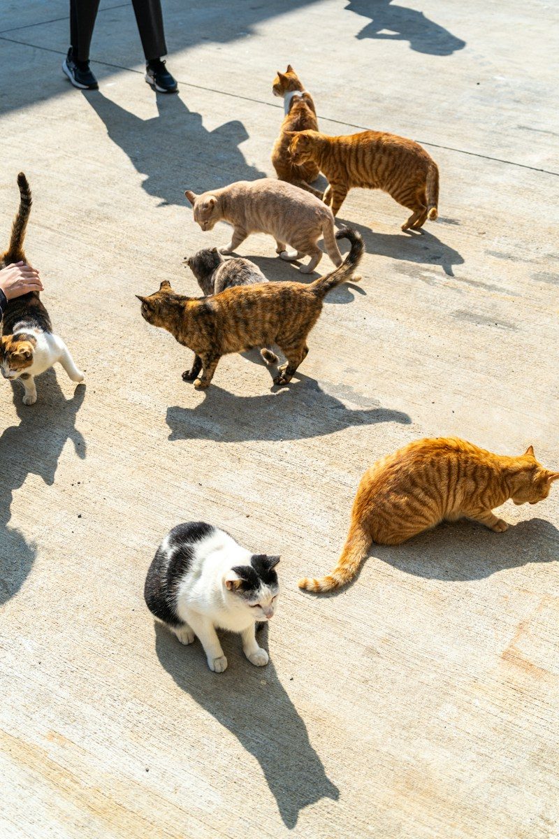 A group of cats walking across a sidewalk