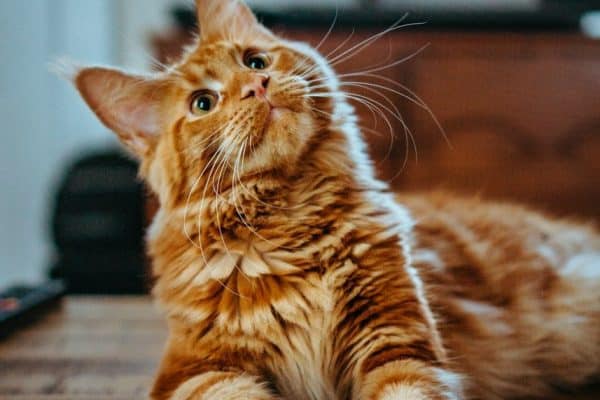 Mistério dos gatos laranjas finalmente é desvendado: cientistas encontram alteração genética por trás da cor