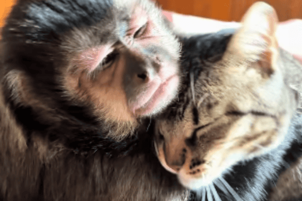 Amizade entre gato e macaco rende cenas de pura fofura