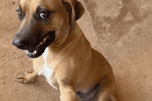 Cachorro caramelo dá show de simpatia ao sorrir e estender a pata para cumprimentar