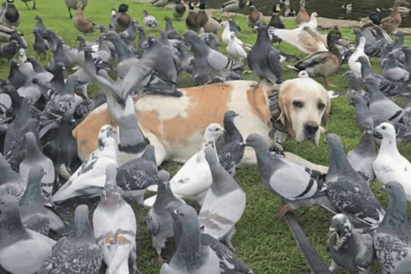 Cachorro é cercado por dezenas de pombos e cena conquista a internet