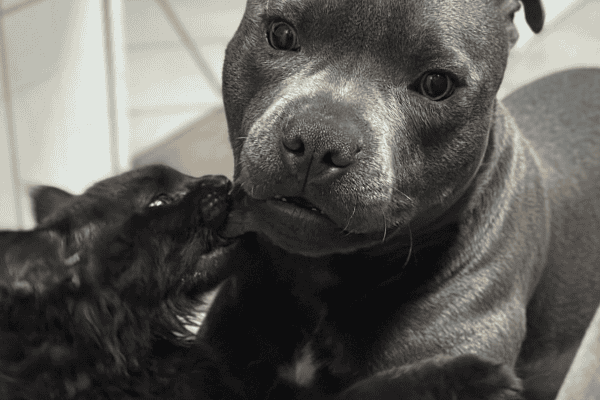 Cão e gato se tornam melhores amigos e cena conquista internautas