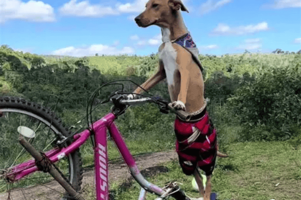 Caramelo do Grau: cachorro rouba a cena com suas habilidades sobre duas rodas