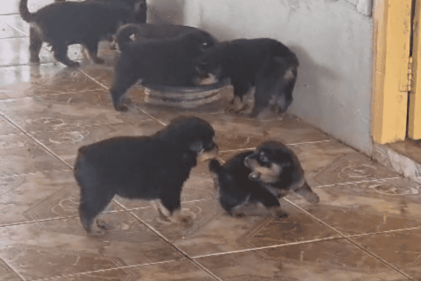 Filhote de Rottweiler puxa irmão pelo rabo e cena fofa viraliza