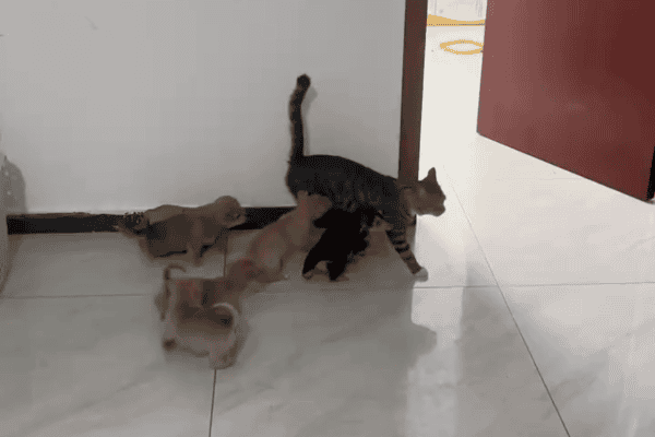 Filhotes de cachorro não dão sossego para gato e cena viraliza