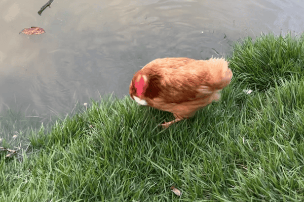 Galinha é flagrada pescando peixe e cena inusitada viraliza nas redes sociais