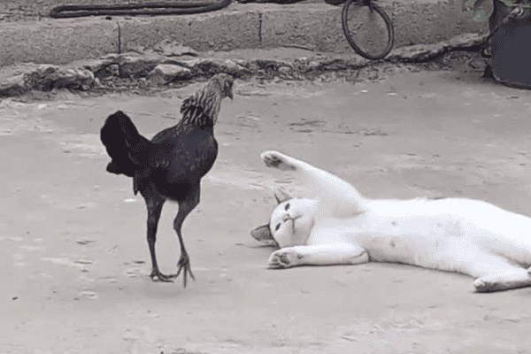 Galinha e gato protagonizam disputa inusitada e vídeo viraliza nas redes sociais