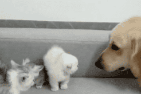 Mamãe gata acalma filhotes assustados ao mostrar que cachorro não oferece perigo