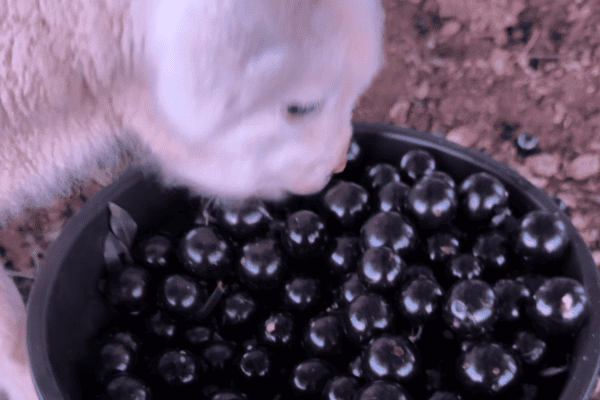 Carneirinho de 1 mês acompanha homem durante colheita de jabuticabas e cena encanta