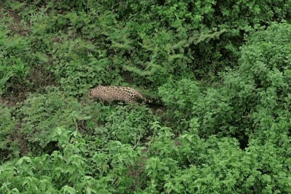 Onça-pintada se destaca em meio à vegetação do Pantanal em registro impressionante