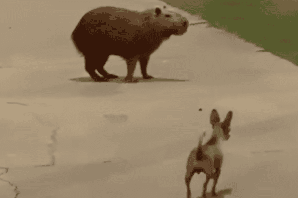 Cachorrinho pinscher provoca capivara e acaba correndo para escapar da perseguição