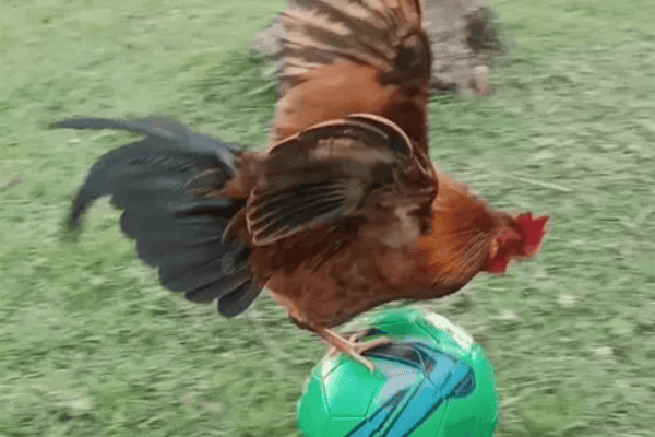 Ronaldinho Galudo? Galo surpreende ao mostrar suas habilidades com a bola