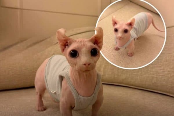 Gato com aparência inusitada viraliza nas redes sociais e surpreende internautas