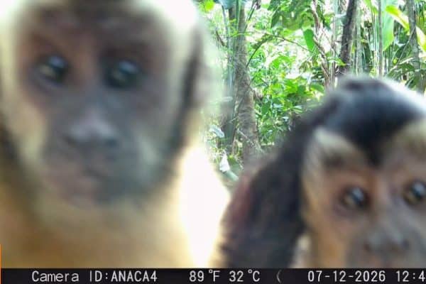Macacos-pregos interagem com câmera e protagonizam cenas curiosas
