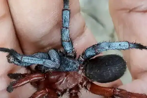 Aranha rara com corpo dividido entre macho e fêmea é descoberta na Ásia; entenda o fenômeno