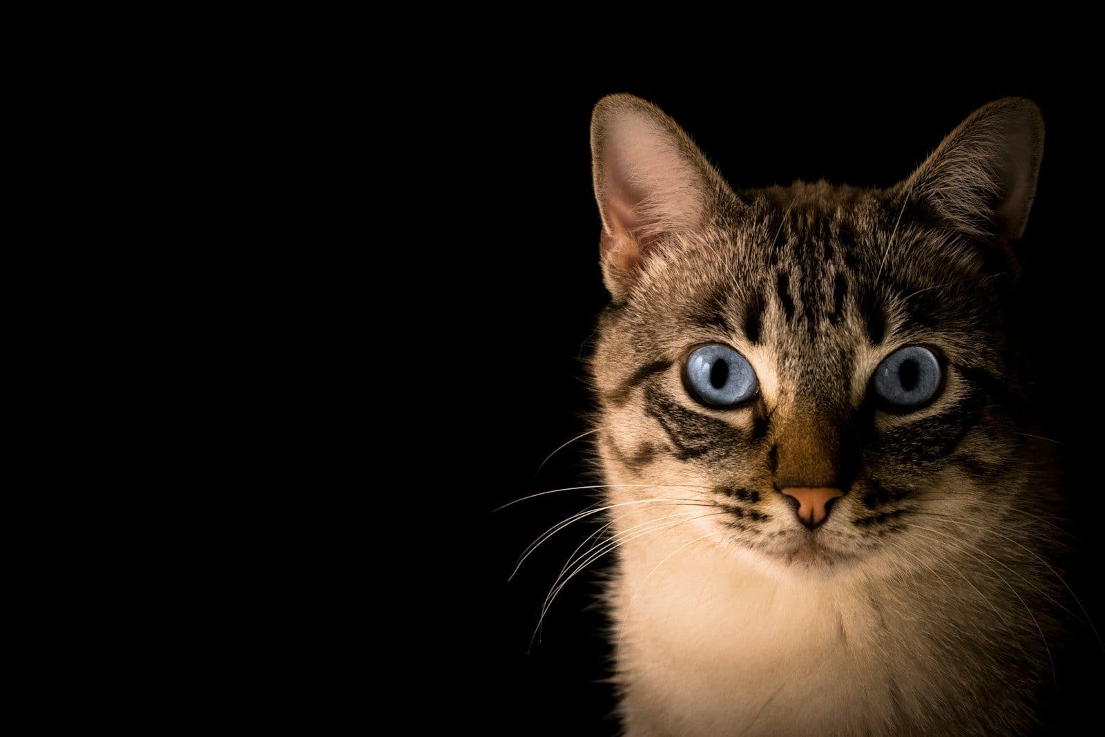 close up photo of tabby cat